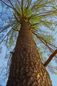 Pinus_strobus_old_tree_Appalachian_Park